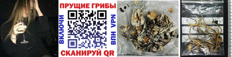 Купить закладки  Новодвинск  Псилоцибиновые грибы Magic Shrooms 
